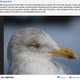 An entry from one of Vaughan’s eBird lists.